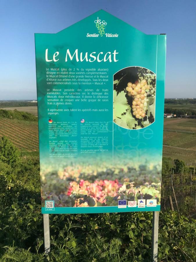 Le Muscat Apartment Colmar Exterior photo
